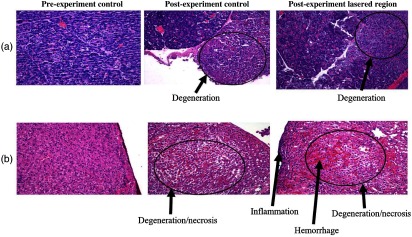 Fig. 11