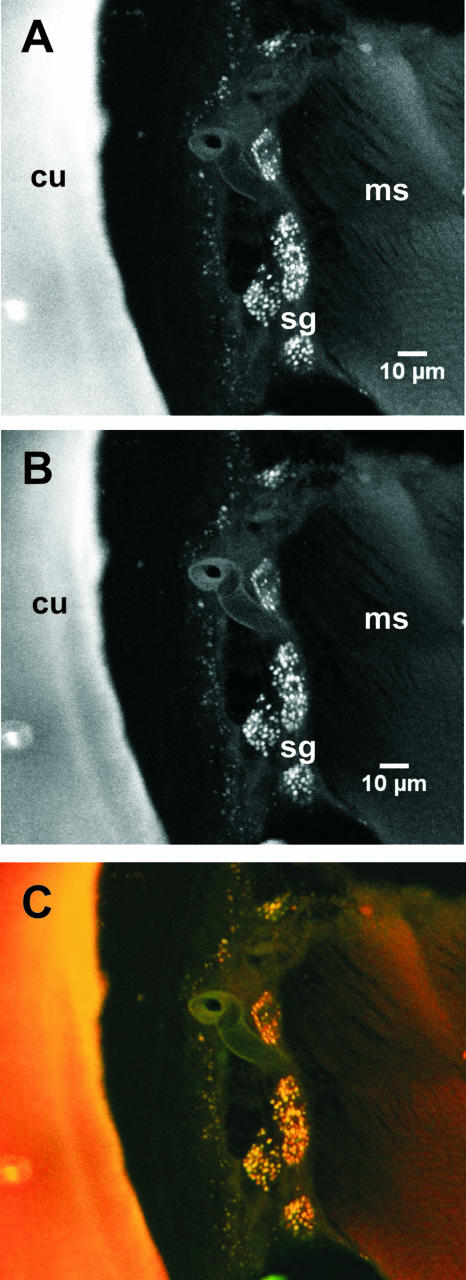 FIG. 2.