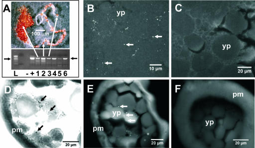 FIG. 5.