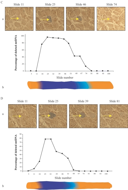 Figure  4. 