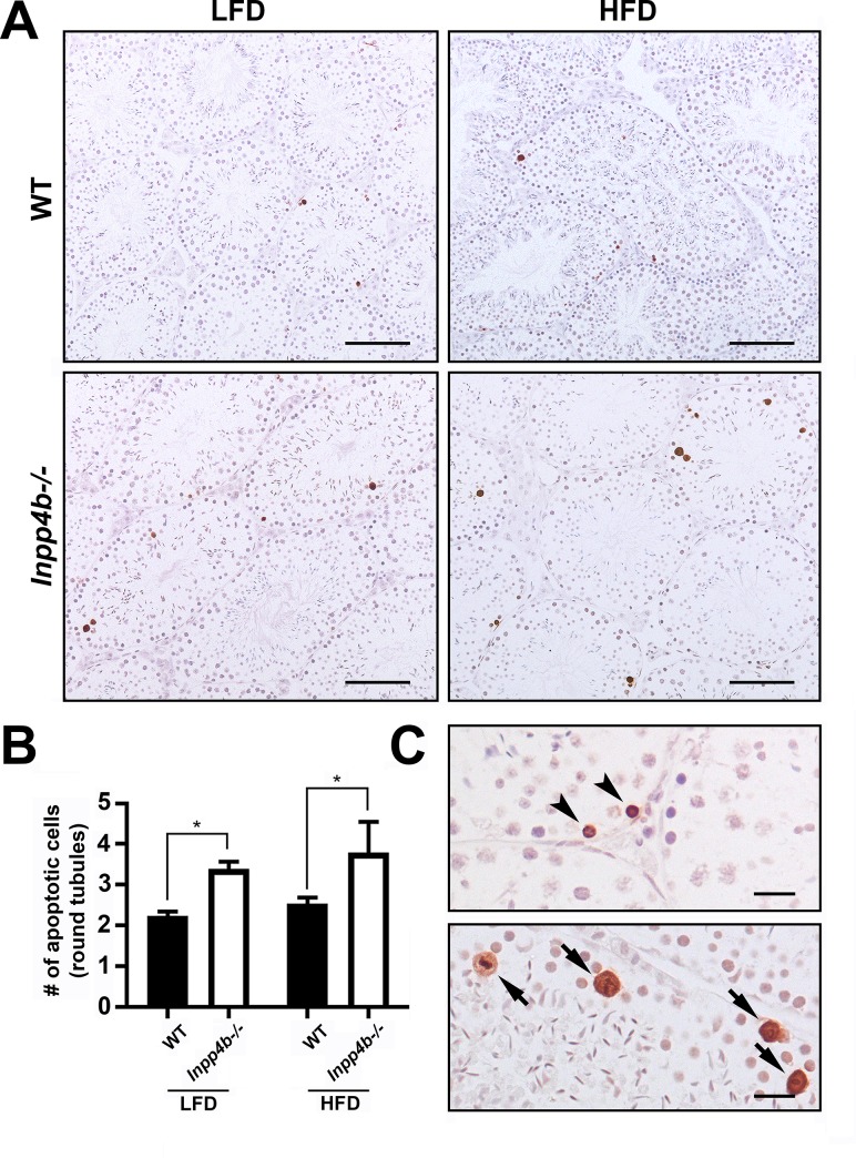 Fig 8