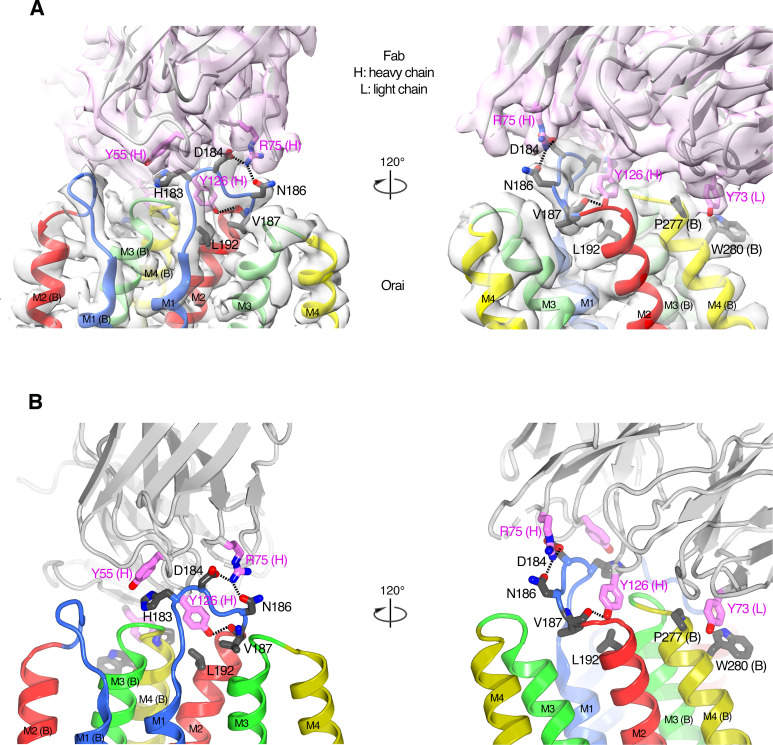 Figure 2—figure supplement 4.