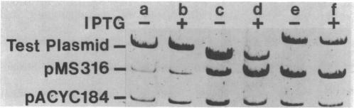 graphic file with name jbacter00207-0289-a.jpg