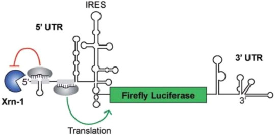 Figure 23