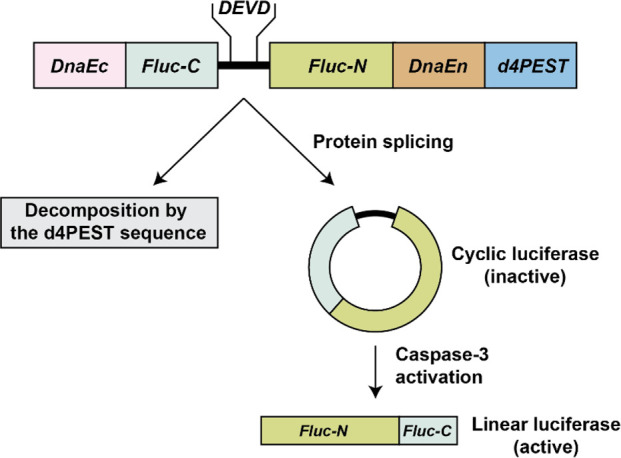 Figure 20