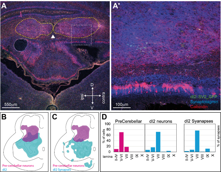 Figure 2—figure supplement 1.