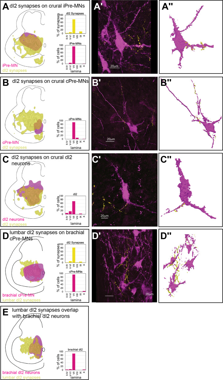 Figure 5—figure supplement 1.