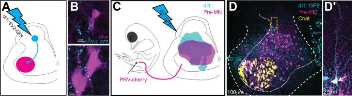 Figure 4—figure supplement 2.