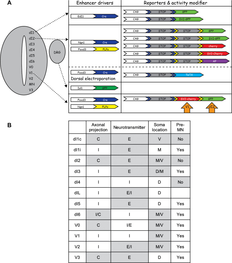 Figure 1—figure supplement 1.