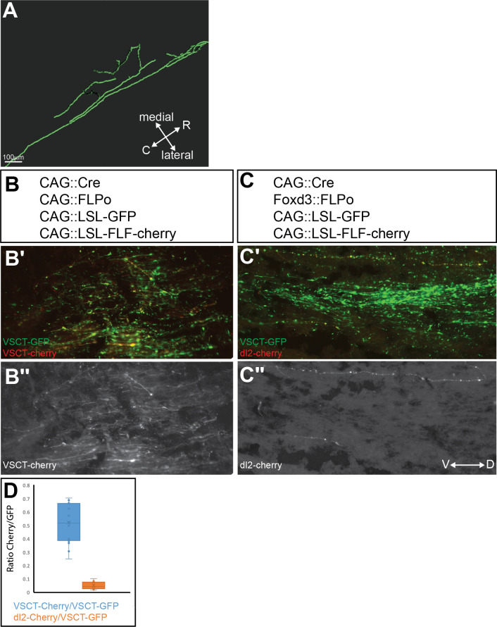 Figure 3—figure supplement 1.