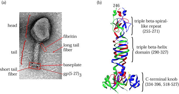 FIG. 1.