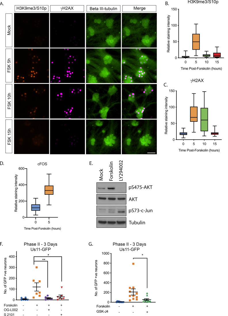 Figure 3—figure supplement 1.