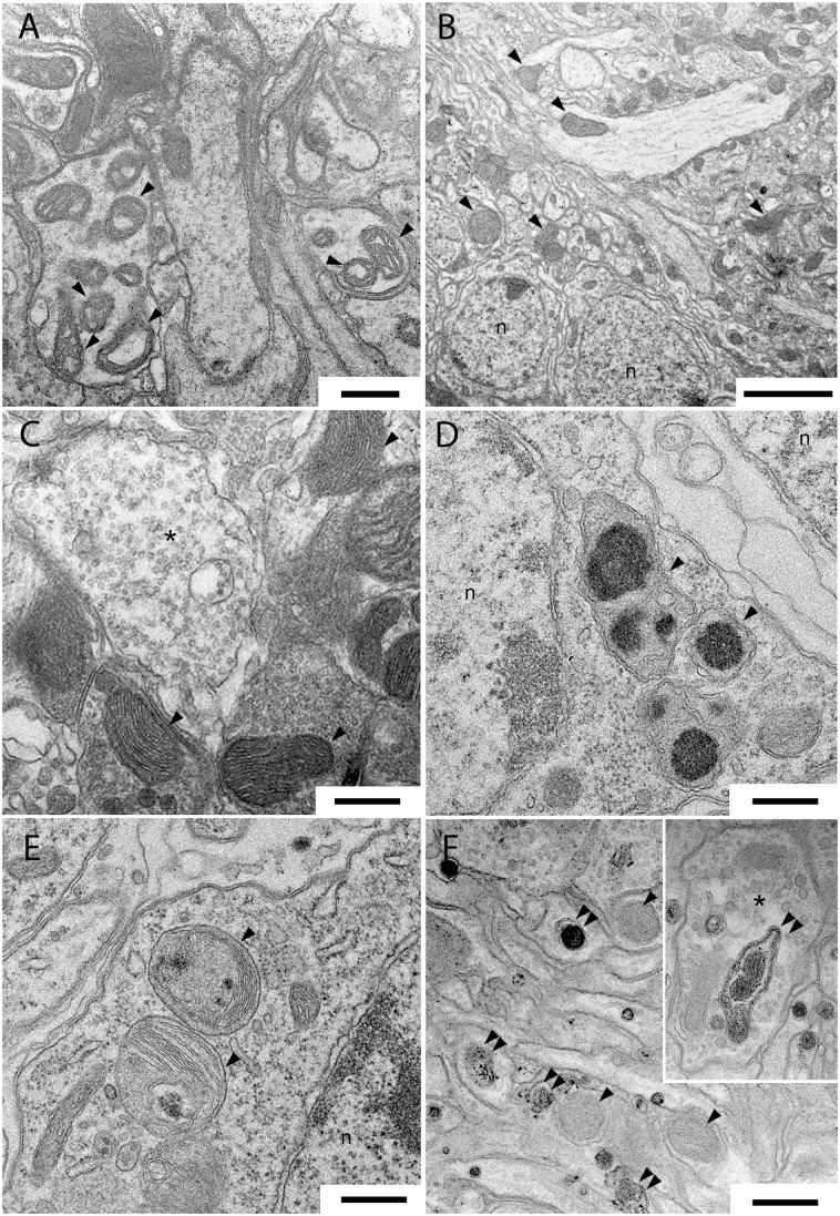 Fig 5