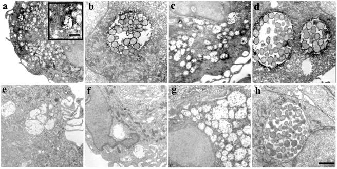 FIG. 8.