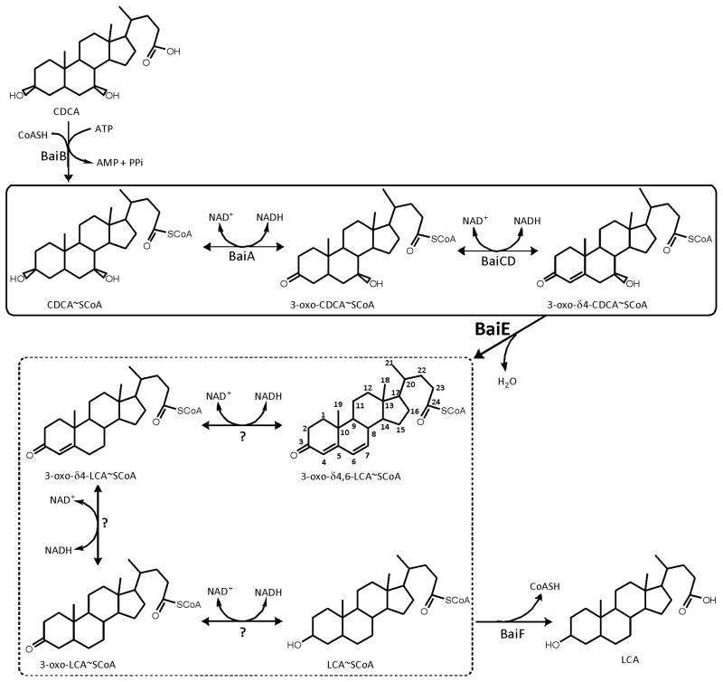 FIGURE 1