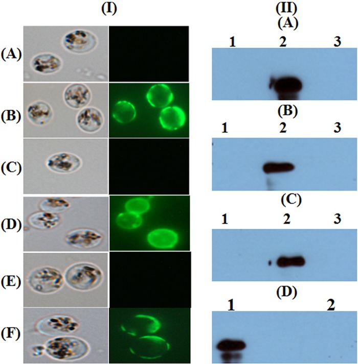 FIG 3