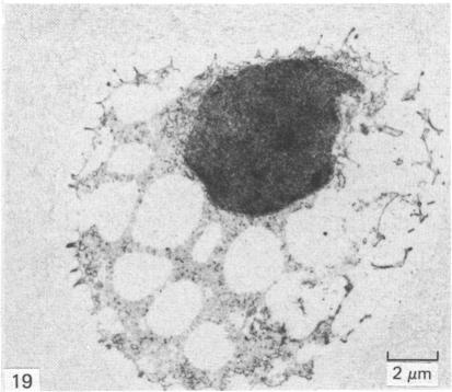 Fig. 19