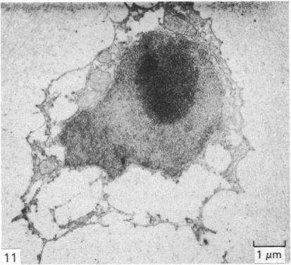 Fig. 11