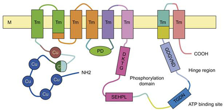 graphic file with name nihms-1008840-f0001.jpg