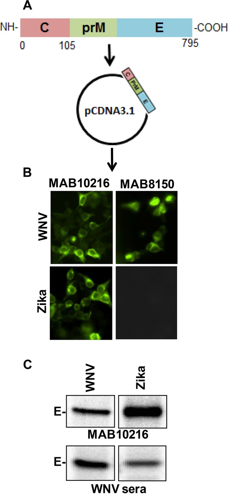 FIG 1