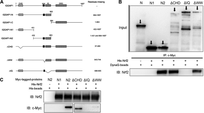 FIGURE 4.