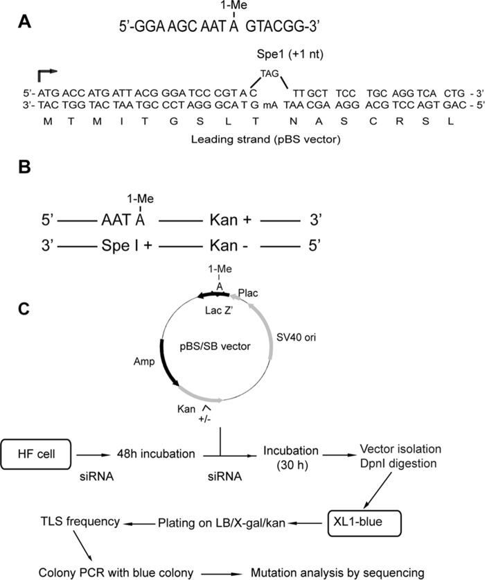 FIGURE 1.