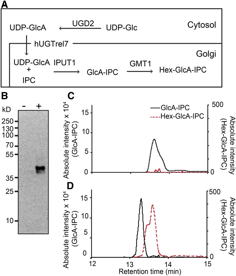 Figure 4.