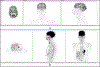 Fig. 8.