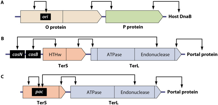 FIG 6