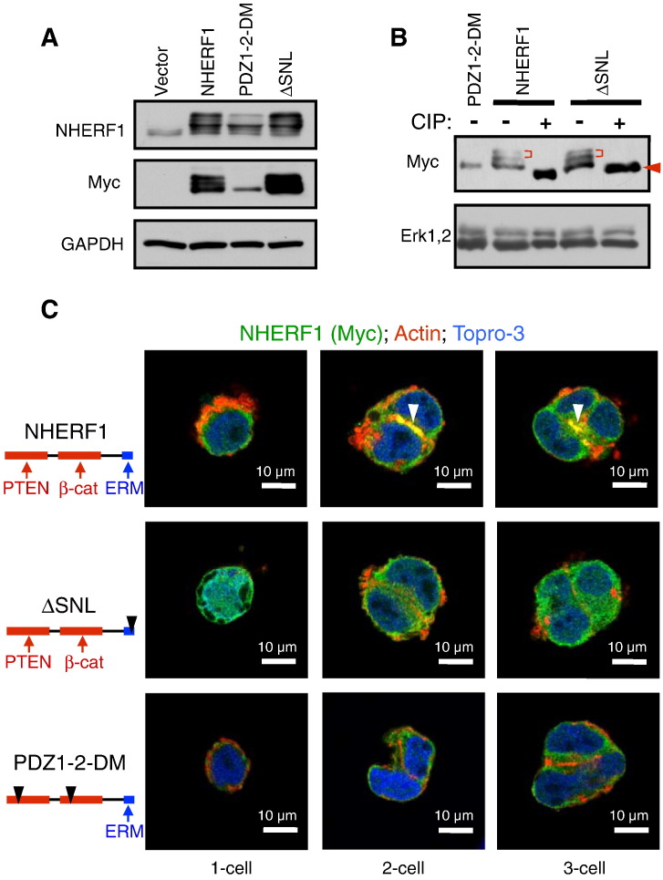 Figure 3