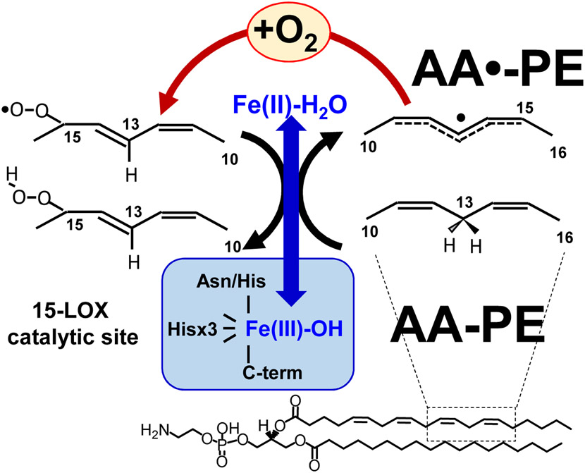 Fig. 11.