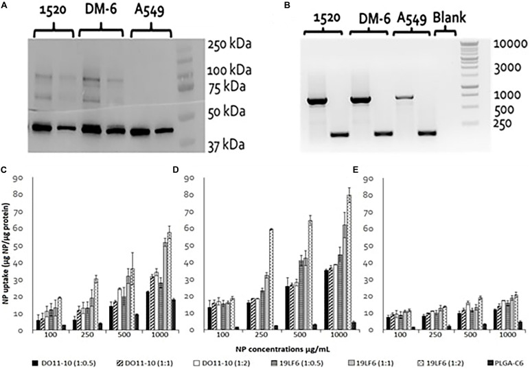 FIGURE 3