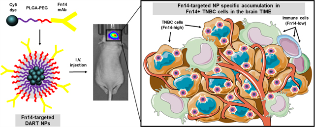 graphic file with name nihms-1981796-f0007.jpg