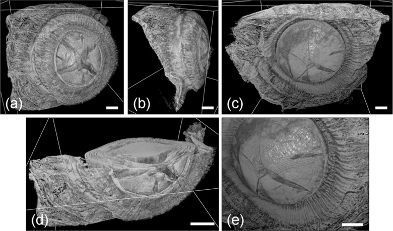 Fig. 5