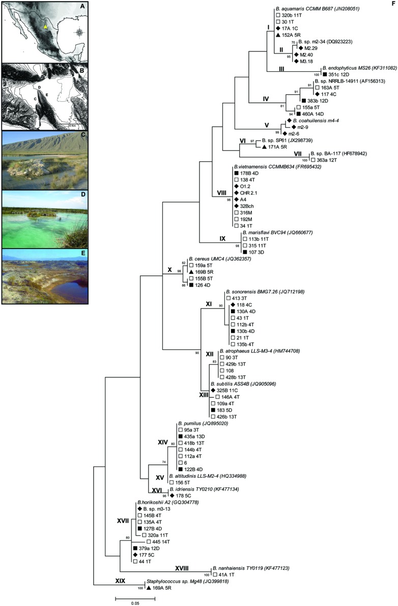 FIGURE 1