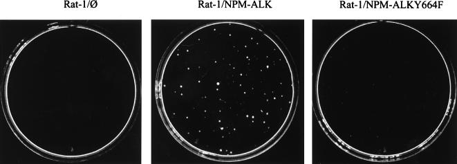 FIG. 8