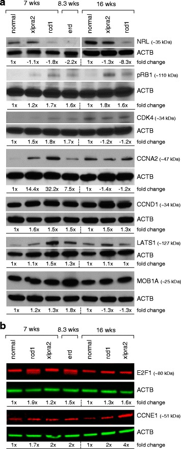 Fig. 6