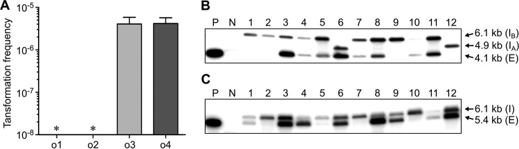 FIG 3