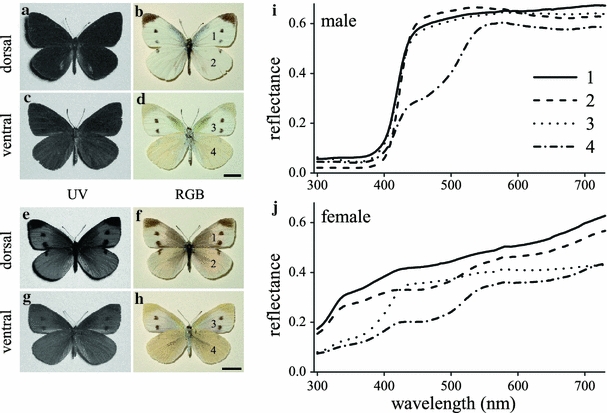 Fig. 7