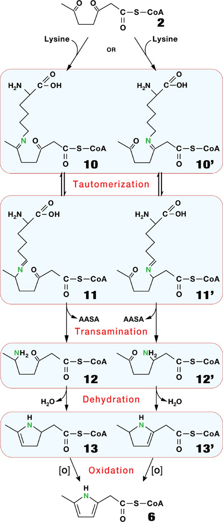 Scheme 2