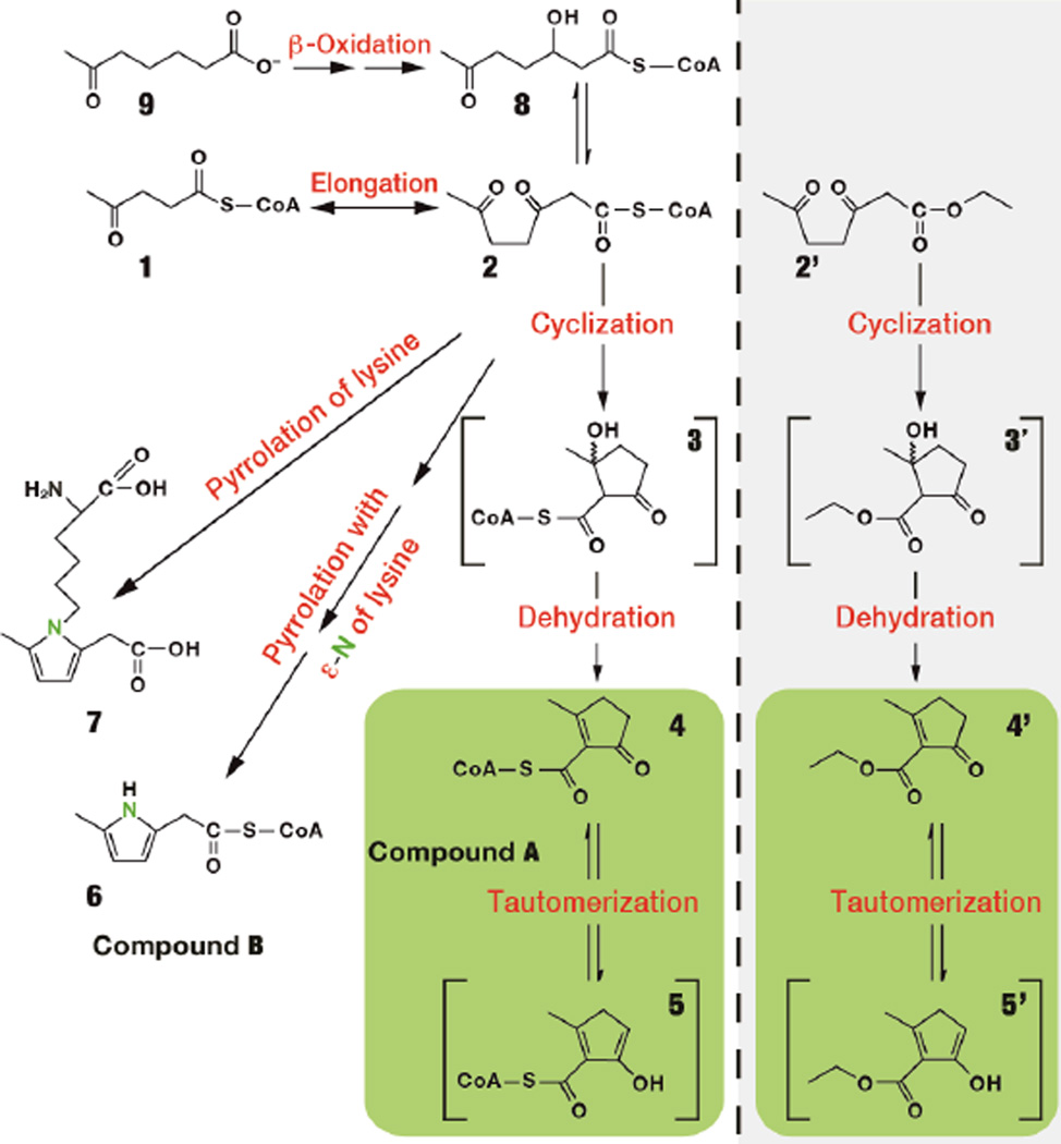 Scheme 1