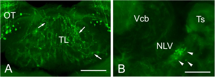 FIGURE 11