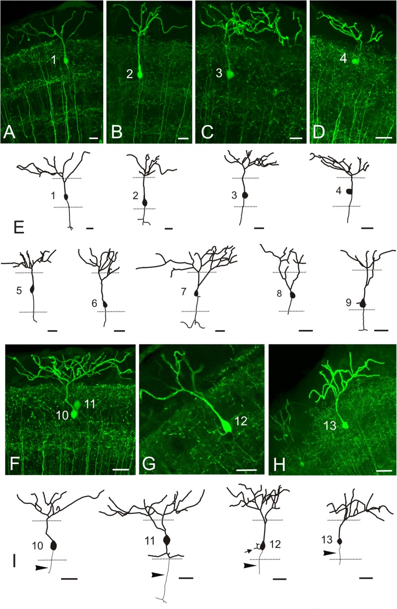 FIGURE 10