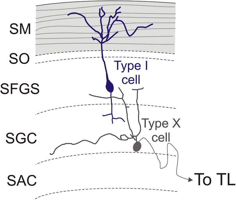 FIGURE 12