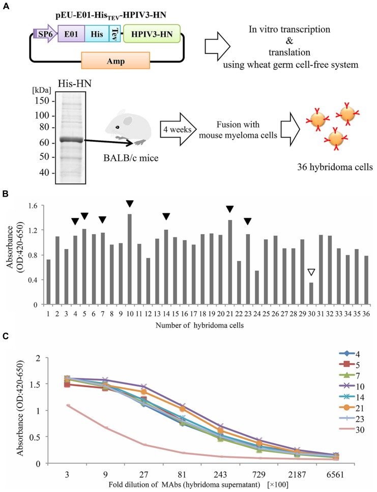 FIGURE 1