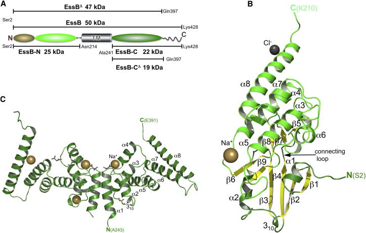 Figure 1