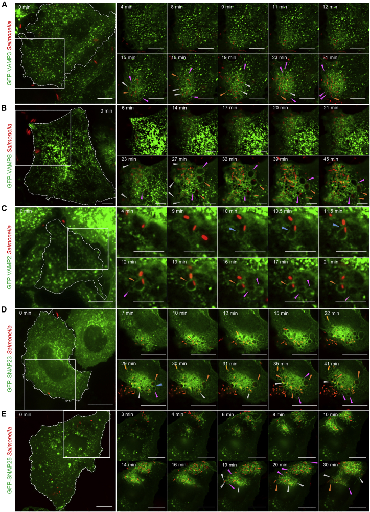 Figure 4