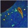 Figure 53
