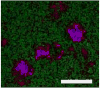 Figure 52