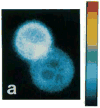 Figure 37